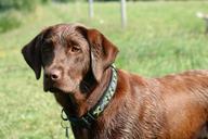 labrador-dog-animal-brown-meadow-1190262.jpg