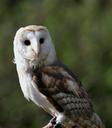 barn-owl-owl-barn-bird-animal-1710529.jpg