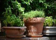 basil-thyme-terracotta-pot-herbs-1543444.jpg