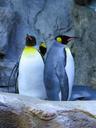 king-penguins-penguins-calgary-zoo-1502920.jpg