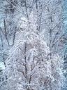 winter-winter-shrubs-winter-dream-94635.jpg