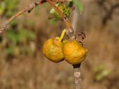 fruit-of-the-cerrado-mama-dog-nature-1035660.jpg