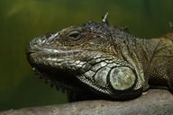 iguana-dragon-reptile-lizard-scaly-191188.jpg