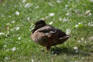 duck-feathers-animal-wild-pond-1539040.jpg