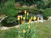 pond-garden-water-flowers-979917.jpg