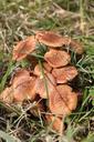 fungi-mushrooms-plants-grass-brown-88502.jpg