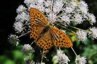 orange-butterfly-white-plant-1003006.jpg