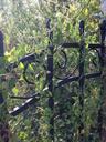 fence-green-weeds-nature-yard-642565.jpg