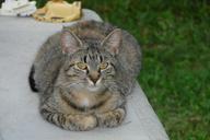 cat-pet-feline-tabby-kitten-cute-431775.jpg