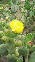 cactus-flower-plant-juicy-1563223.jpg