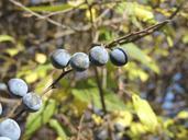 berries-fruits-autumn-blue-201199.jpg