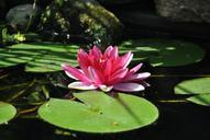 water-lily-pond-aquatic-plant-pink-592611.jpg