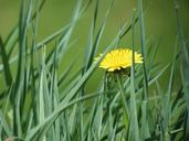 grass-dandelion-spring-blossom-543458.jpg