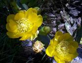 cactus-flower-yellow-nature-floral-1571491.jpg