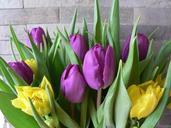 Purple and yellow tulips.jpg