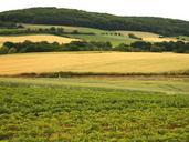 strawberry-field-landscape-grains-847012.jpg