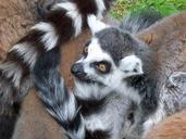 lemur-animal-wildlife-wild-zoology-302228.jpg