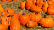 pumpkin-pumpkin-patch-halloween-995413.jpg