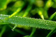 water-drop-drop-grass-macro-green-217188.jpg