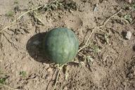 watermelon-fruit-orchard-445965.jpg