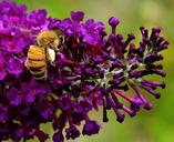 bee-working-bee-nature-pollen-183304.jpg