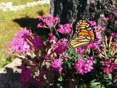 monarch-butterfly-unpalatable-968854.jpg