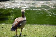 goose-nile-goose-boy-colorful-bird-219657.jpg