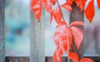 wine-partner-red-autumn-leaves-484693.jpg