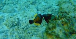 coral-underwater-reef-sea-nature-1305642.jpg