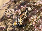 Monarch_butterfly_(Danaus_plexippus);_Covington_Flats.jpg