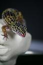 gecko-lizard-leoperdgecko-nature-515504.jpg