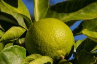 lime-fruit-tree-leaves-green-1572205.jpg