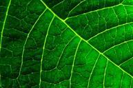 background-organic-macro-green-315143.jpg