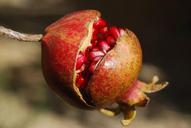 pomegranate-fruit-flower-exotic-185456.jpg