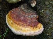 fungus-mushroom-fungi-tree-53680.jpg