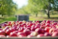 apples-fall-autumn-fruit-nature-1004886.jpg