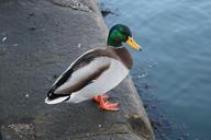 mallard-duck-waterfowl-bird-animal-1110375.jpg