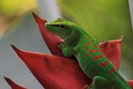 gecko-st-louis-botanical-garden-1523076.jpg