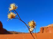 desert-flower-landscape-mountains-82403.jpg