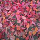 autumn-leaves-autumn-leaves-red-141863.jpg