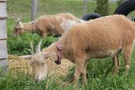 goat-farm-nature-504607.jpg