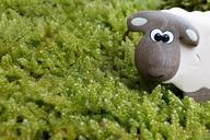 sheep-moss-meadow-eyes-wood-453812.jpg