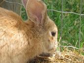 bunny-rabbit-cute-animal-spring-1672441.jpg