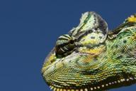 chameleon-reptile-green-276598.jpg