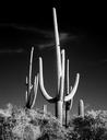 Saguaro Cactus near Tucson, Arizona LCCN2010630237.tif.tiff