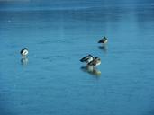 ducks-lake-winter-ice-636706.jpg