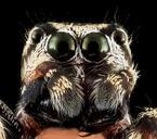 jumping_spider_7,_face,_upper_marlboro,_md_2013-10-18-11.52.59_ZS_PMax.jpg