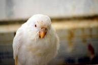 animals-parakeet-budgie-white-314255.jpg