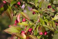 spindle-euonymus-europaeus-1652395.jpg