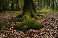 moss-wood-mossy-undergrowth-forest-873637.jpg